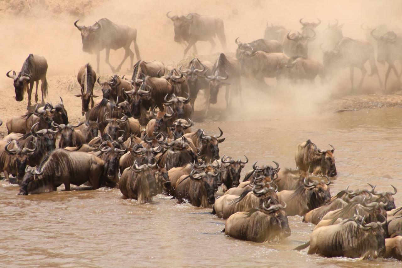 Gnu Mara River Camp เซเรงเกติ ภายนอก รูปภาพ